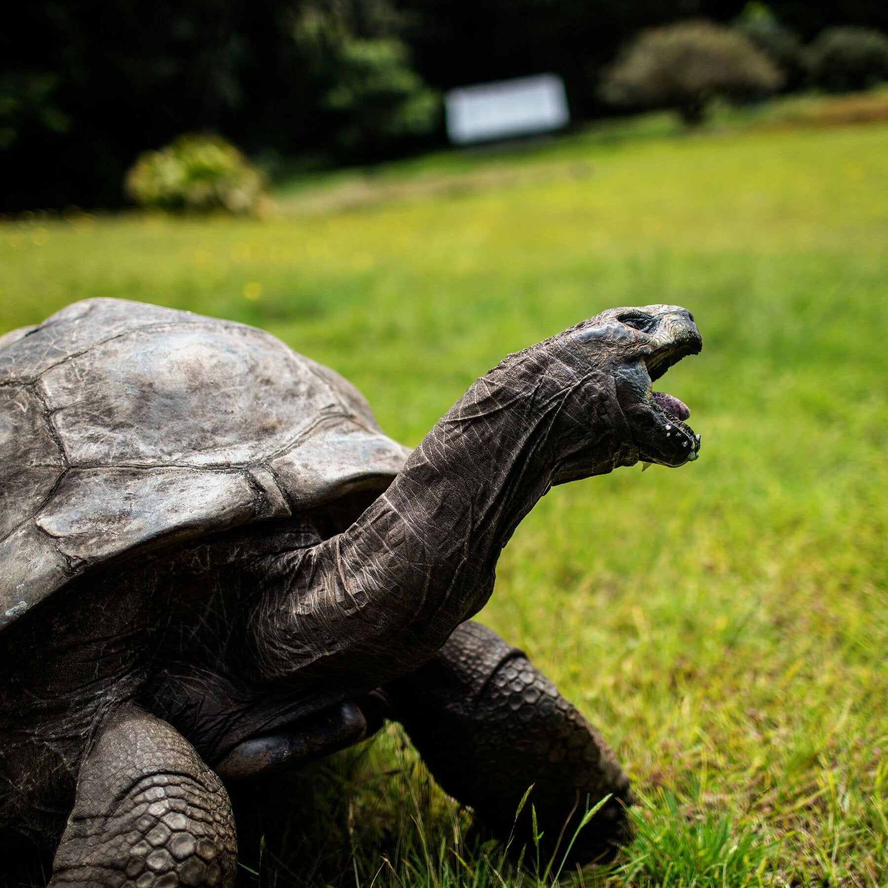 Jonathan the Giant Tortoise Is 194 Years Old. He Just Had His Genome Sequenced.