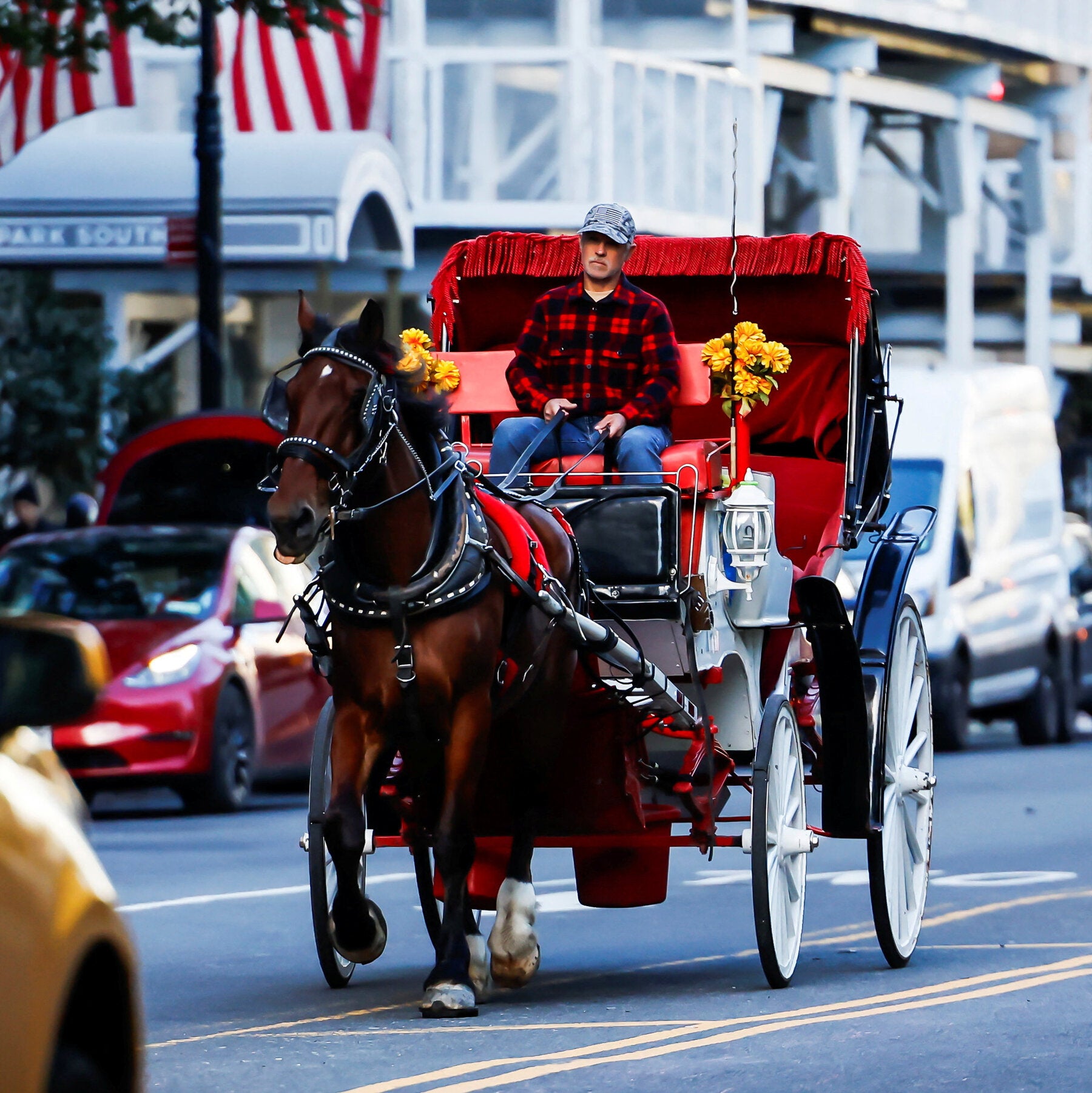 New York City Passes Horse Carriage Ban, Ending a Central Park Tradition