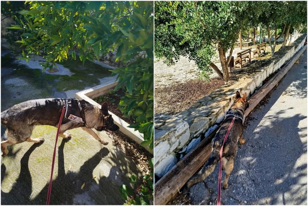 Φρίκη στο Ηράκλειο: Φόλες ακόμη και σε χώρο όπου παίζουν παιδιά στον Ευαγγελισμό – «Σε δέκα λεπτά πέθανε το σκυλί μου»